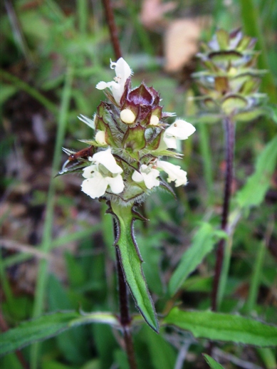 Prunella laciniata